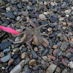 ~キョウヤマ~ 執念の1杯!