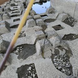 自転車でテナガエビ