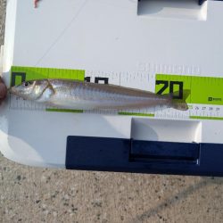 キスを求めて、日本海へ！