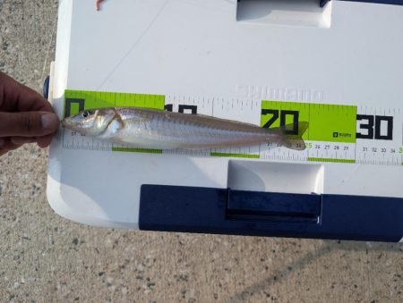 キスを求めて、日本海へ！