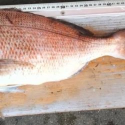 いつもの金魚とは違うオトナの鯛♪