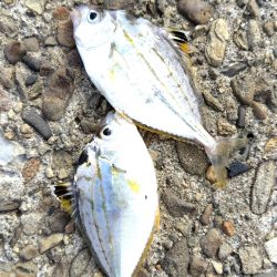 チャリコ＆ヒイラギ祭り