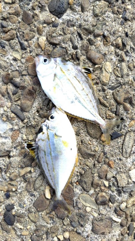 チャリコ＆ヒイラギ祭り