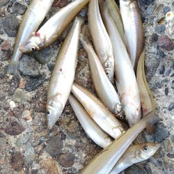 キスが食べたくて。