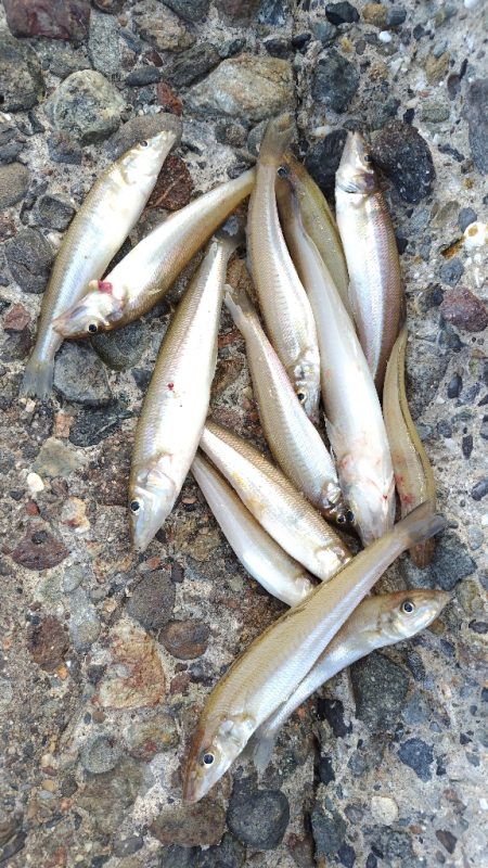 キスが食べたくて。