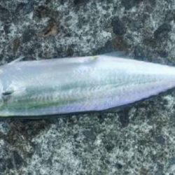 激渋良型ガッシー