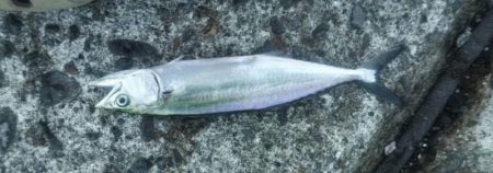 激渋良型ガッシー