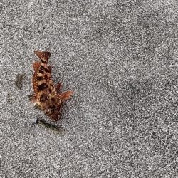 結局ガシリング