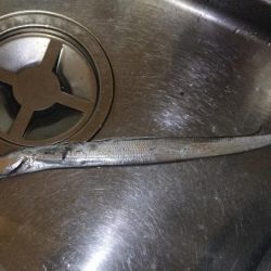 初タッチーget 指二本