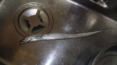 初タッチーget 指二本