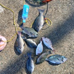 坊勢でグレ調査