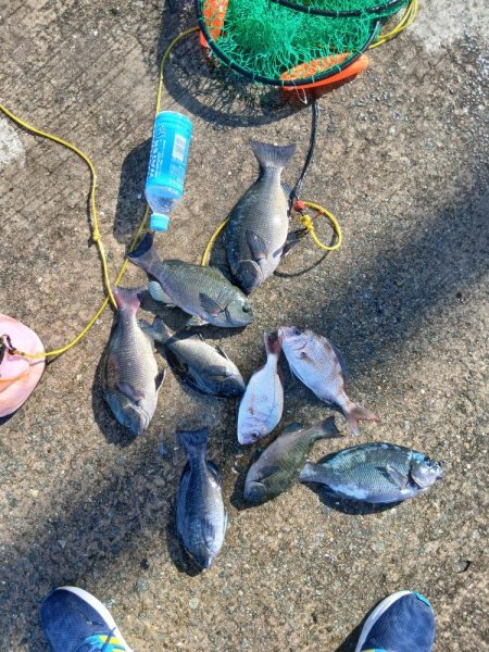 坊勢でグレ調査