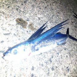 ショアジギング