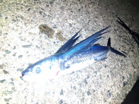 ショアジギング