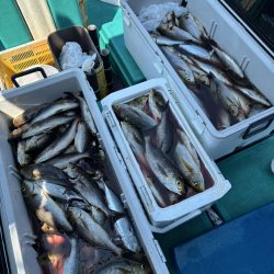 麦わらイサキ爆釣