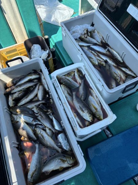 麦わらイサキ爆釣