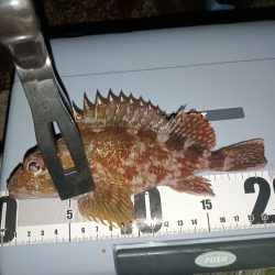 夜行、カサゴ爆釣