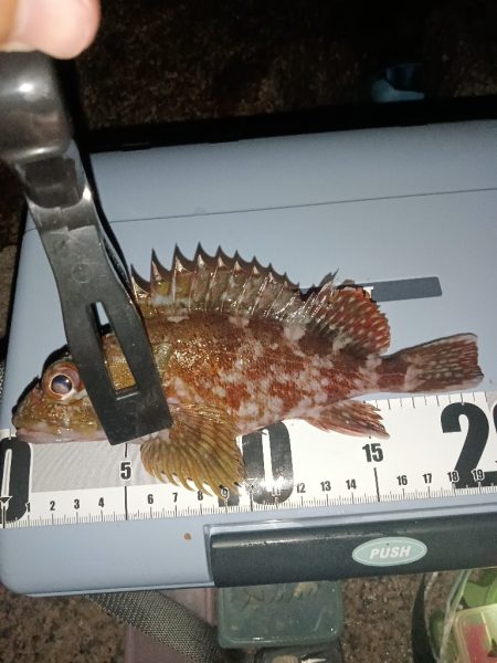 夜行、カサゴ爆釣