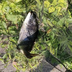 チヌのトップウォーターゲーム