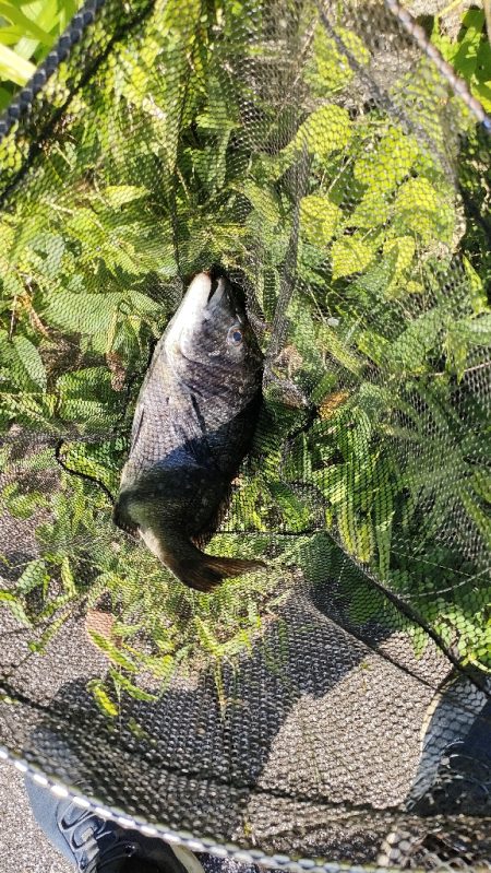 チヌのトップウォーターゲーム