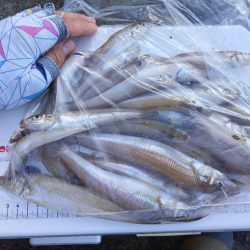 苅屋海岸のキス釣り