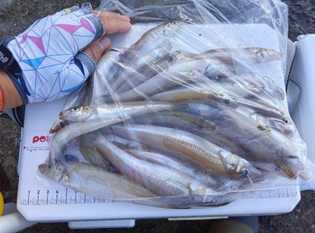 苅屋海岸のキス釣り