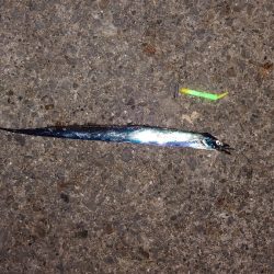 電気ウキ釣り 7