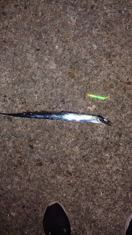 電気ウキ釣り 7