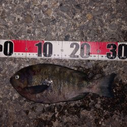 電気ウキ釣り 8