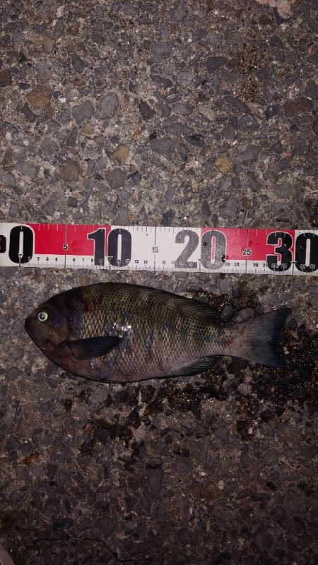 電気ウキ釣り 8