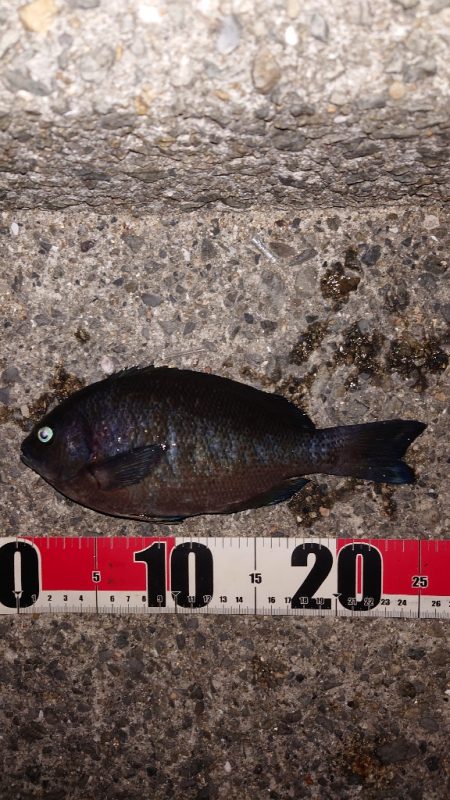 電気ウキ釣り 9