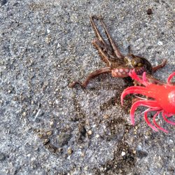 3年ぶりのタコ釣り