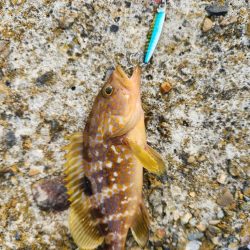 久しぶりのヤーツ