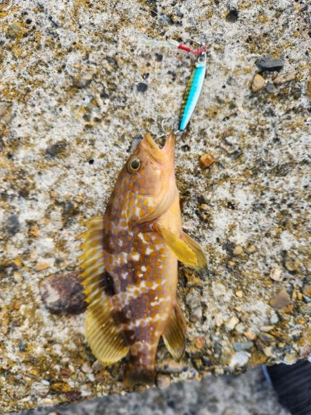 久しぶりのヤーツ