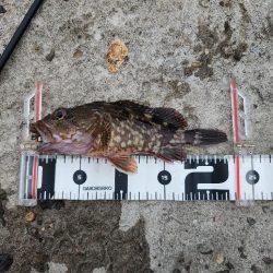 ロックフィッシュ