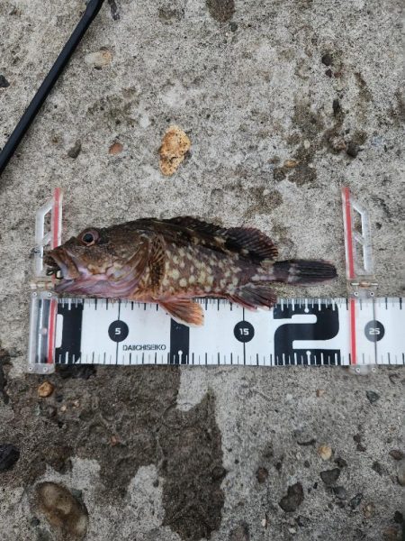 ロックフィッシュ