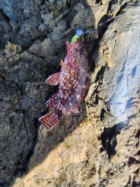 新魚種で五目釣り達成