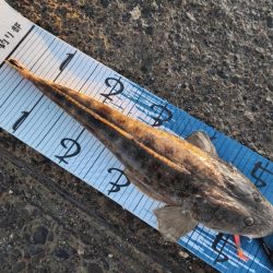 初めて暑い時期にマゴチ。