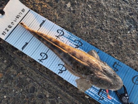 初めて暑い時期にマゴチ。