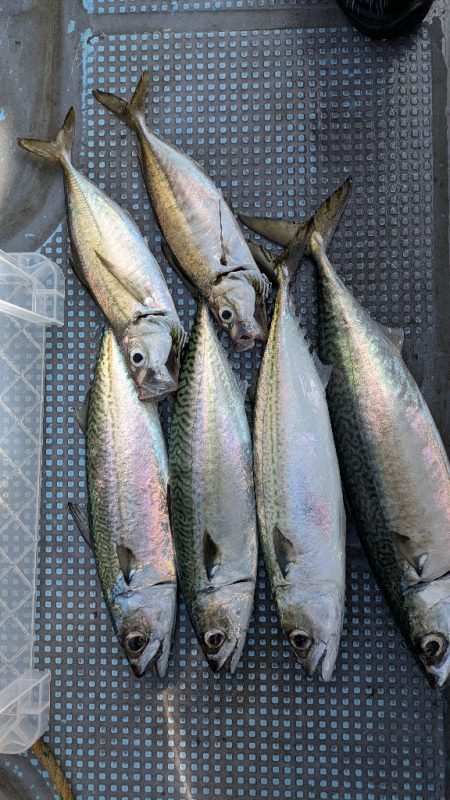 久々オフショア