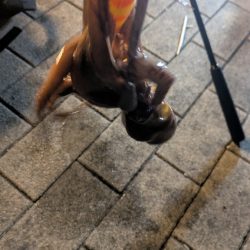 タコシーズン終了？