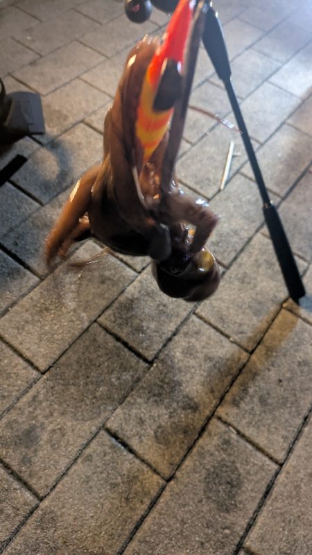 タコシーズン終了？