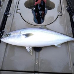 サメに襲われて…