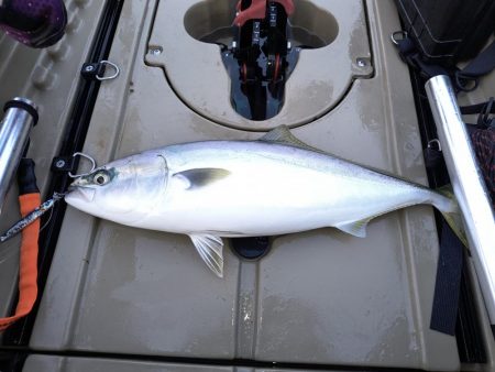 サメに襲われて…