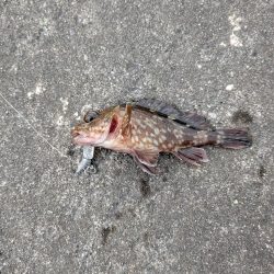 今日はピンクグロー