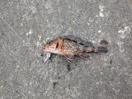 今日はピンクグロー