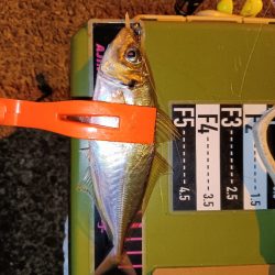 アジング18オクト2