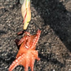 アジング22オクト3