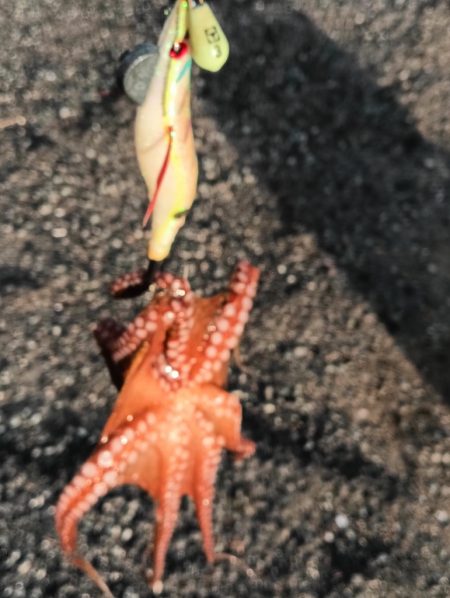 アジング22オクト3