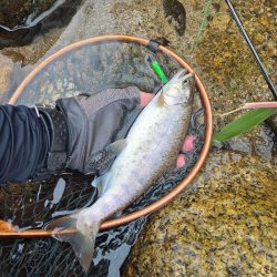 今日は出ないね( ノД`)…